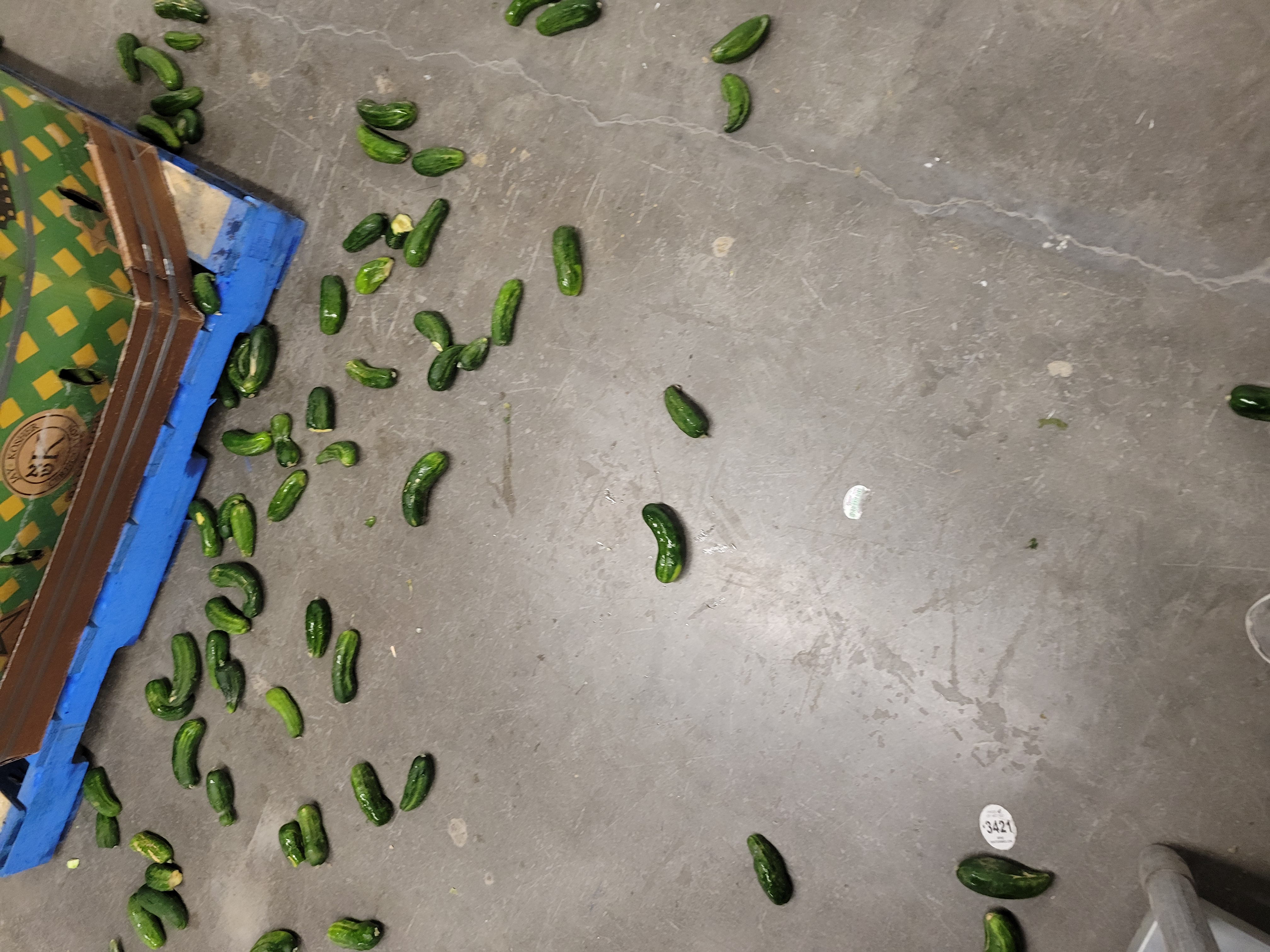 Pickling cucumbers on floor and under pallet.